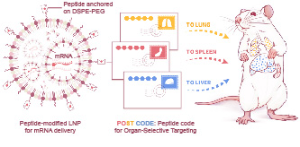 20250901-中文色情
邵玥课题组通过多肽分子力学建立器官靶向核酸药物递送策略-常铁-图1. 多肽编码引导的器官靶向核酸药物递送(“POST多肽分子邮编”)策略.jpg