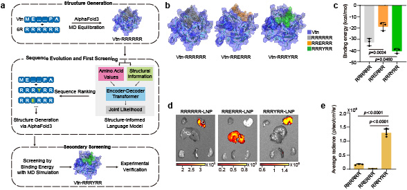 20250901-中文色情
邵玥课题组通过多肽分子力学建立器官靶向核酸药物递送策略-常铁-图 2. 基于分子力学的肺靶向多肽分子邮编智能设计.jpg